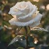 s0728225yoo
