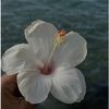 latifa.ahmadi37