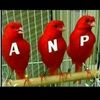 anp_tinger