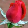 sehreenrajput1