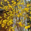 thaovy_86867