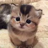kitty56101