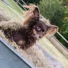 saab_ar_grejer123