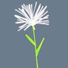 dandelions4149