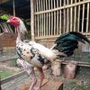 MONA ROOSTER