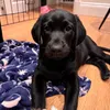 rubentheblacklab_