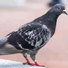 spionageeinheit
