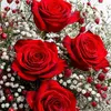 rose25911