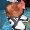 chicken_9009