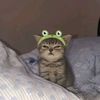 kittypalace56