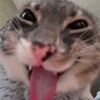 trex_kayang
