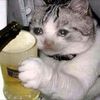 drunk.cat21