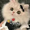 user15703032246591