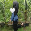 zahh_r44
