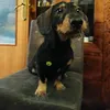 teckels_4