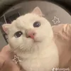 katsyeloverblubby2