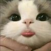 sanaowld