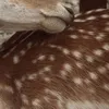 xgabijs