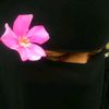 sooth.suaid
