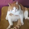 charlenee5244