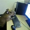 capibarooo