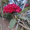 shakib.islam6621