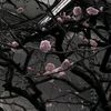 rose_flower507
