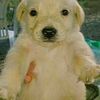 elperrito.insano