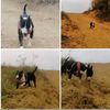 bull.terrier.blac