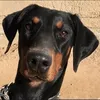 .dobermanheart