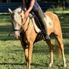 ayla_equine