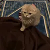 mrmr_611