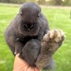 bruiserbun