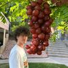 Sapere Foods