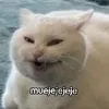 cleobabi