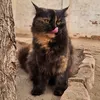 catmind7