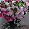 ana.chiciudean8