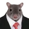zibl.the.rat