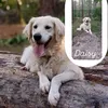 daisy32990734636812