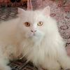 sufyan786kpt5