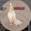 pathan.aseel65
