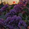 ibarahide.ferid