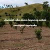 arsin.nawadi