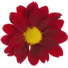 mahrang90033