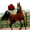 user81102181720934