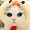 miaumiaucat20