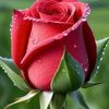 sevgi_25_54