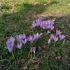 loane.5745