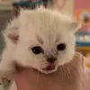 daily_meow_video