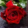 .aa2617